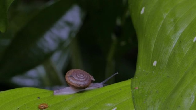 蜗牛在局部雨林的一片叶子上爬行。