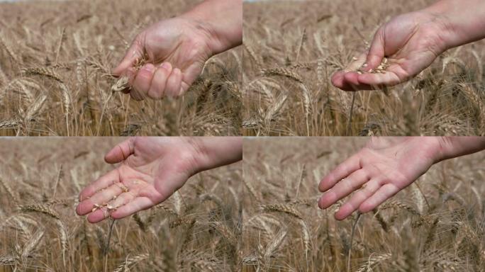 黑麦。农艺师用手将耳朵揉成谷物。