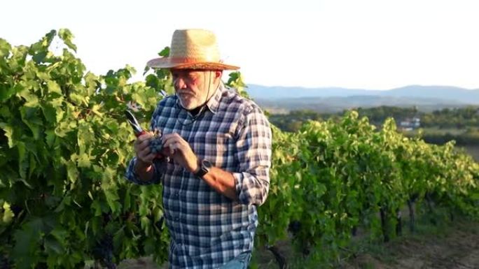 一个年长的人在他的葡萄园里收获葡萄。