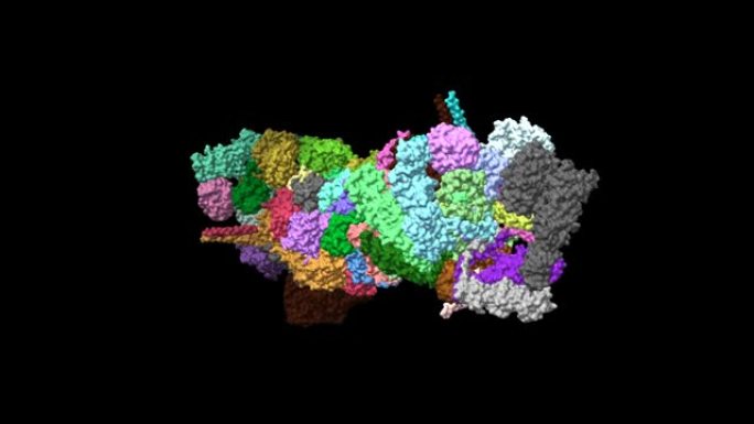 人26s蛋白酶体的结构