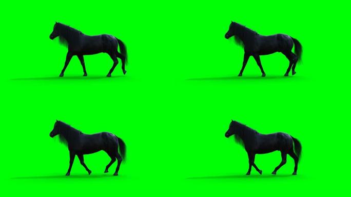 行走黑马。绿屏写实动画。