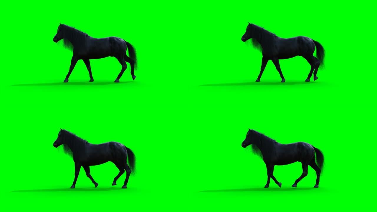 行走黑马。绿屏写实动画。