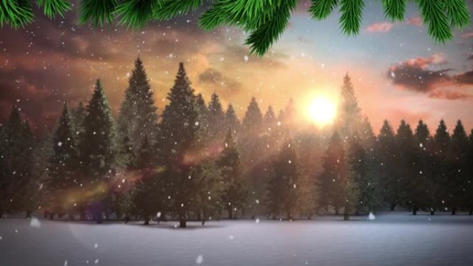绿色的圣诞节树枝在冬天的风景上落在多棵树上的积雪上