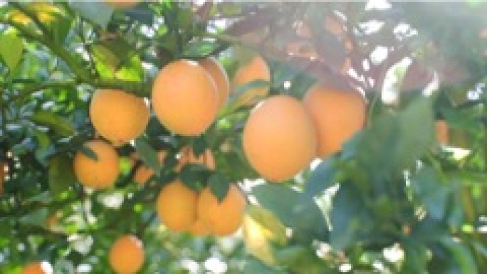 脐橙 脐橙果园 丰收11