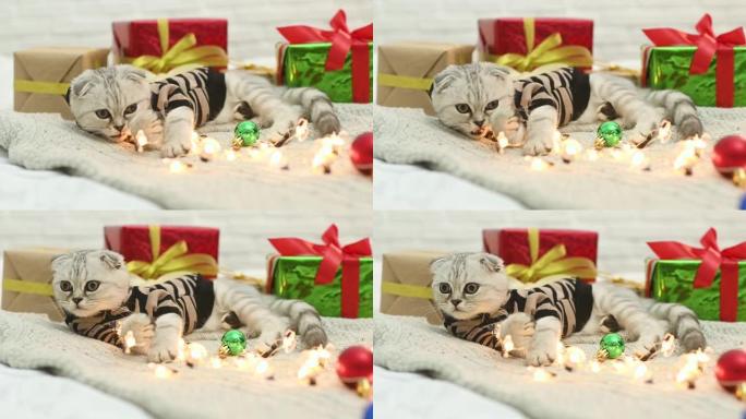 美丽的灰色小猫，苏格兰折叠，穿着条纹老虎服装，在针织毯子上，以礼物，圣诞树玩具和圣诞灯为背景。虎年