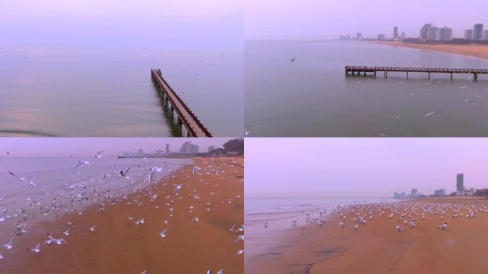 昌黎-黄金海岸海鸥