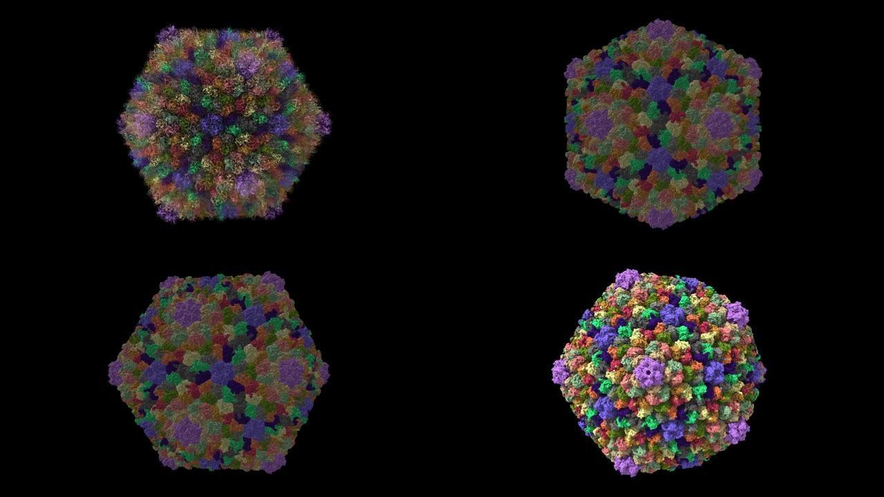 人造卫星病毒噬菌体的结构