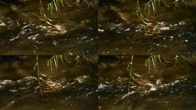 带有漂浮在河水冒泡的脏水中的叶子的浪涌树枝