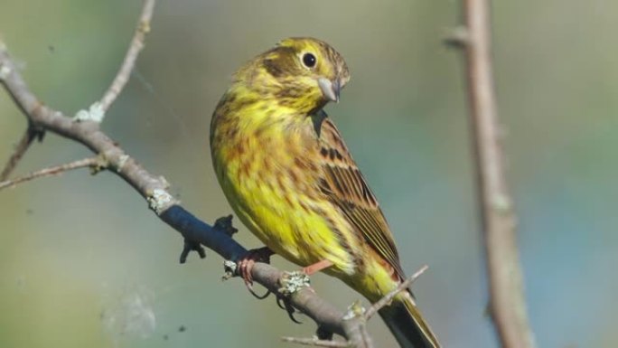 Bird - Yellowhammer ( Emberiza citrinella) 雄性坐在灌木丛