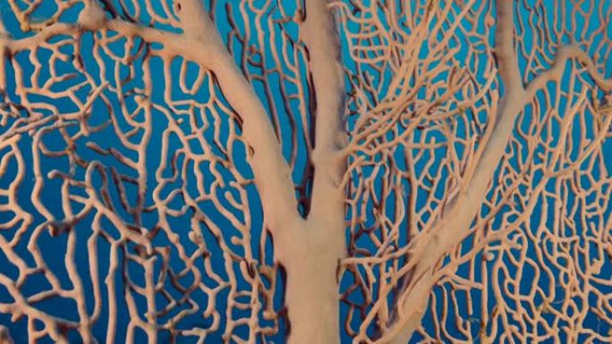 软珊瑚巨人Gorgonian或海扇 (Subergorgia mollis) 的详细信息。珊瑚的特写