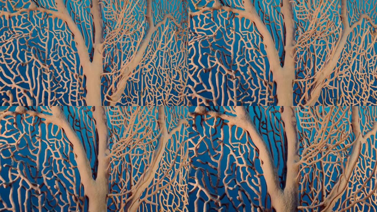 软珊瑚巨人Gorgonian或海扇 (Subergorgia mollis) 的详细信息。珊瑚的特写