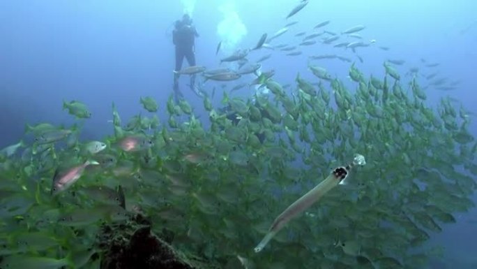 在大西洋火山起源的沙底水下的鱼群。