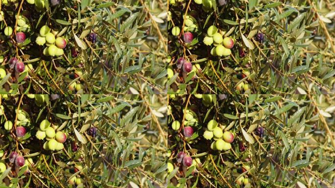 树枝上的橄榄果。橄榄树