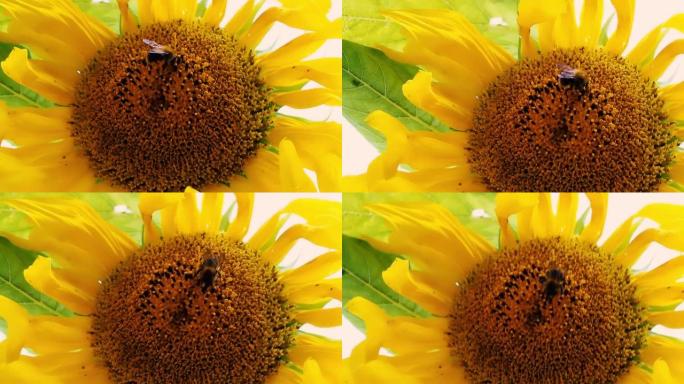 大黄蜂在向日葵花序中收集花粉的宏观镜头。