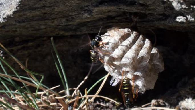 蜂巢上的黄蜂