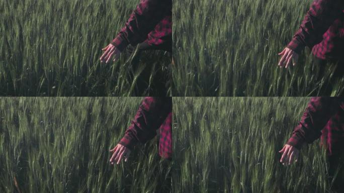 一名年轻女子穿着红色格子衬衫穿过麦田。手以慢动作滑过植物