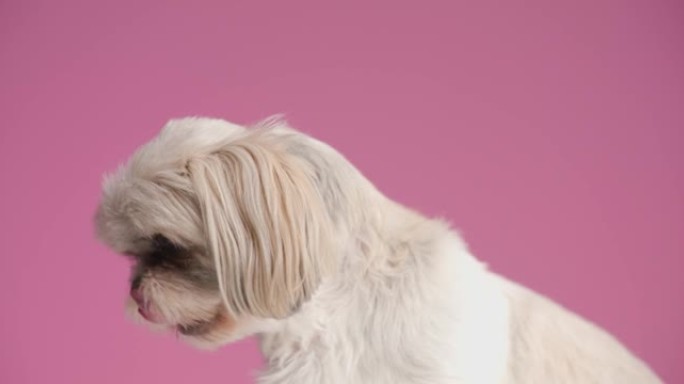 西施犬反复舔鼻子，向一边看，坐在粉红色的背景下