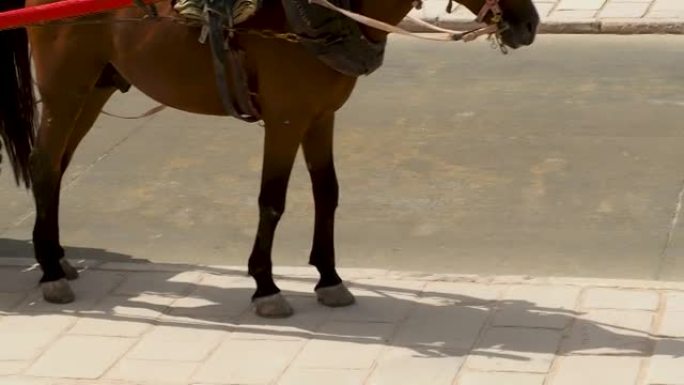 吉萨金字塔脚下的一匹马旅游马车