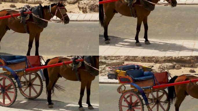 吉萨金字塔脚下的一匹马旅游马车