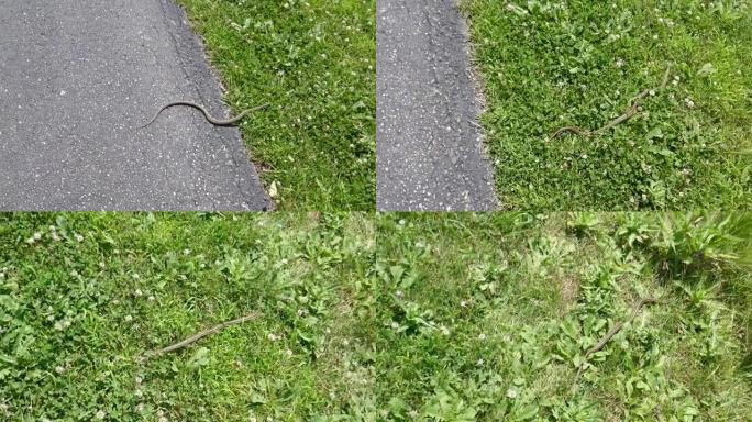 蛇穿马路成草地