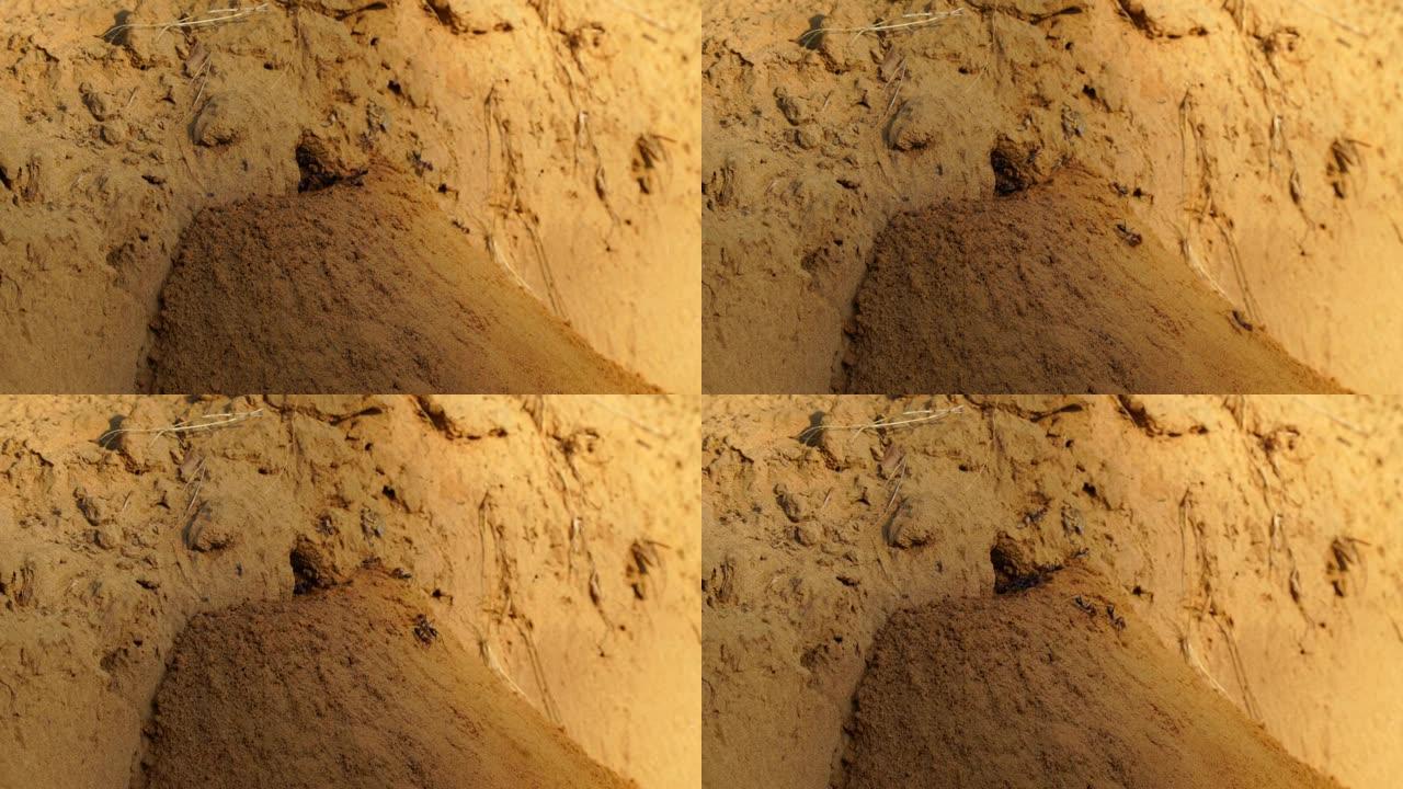 超级慢动作，黑色和红色的蚂蚁正在挖地筑巢。他们进入洞口，挖掘并将土壤向上并放置在土堆上。