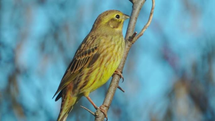 Bird - Yellowhammer ( Emberiza citrinella) 雄性坐在灌木丛