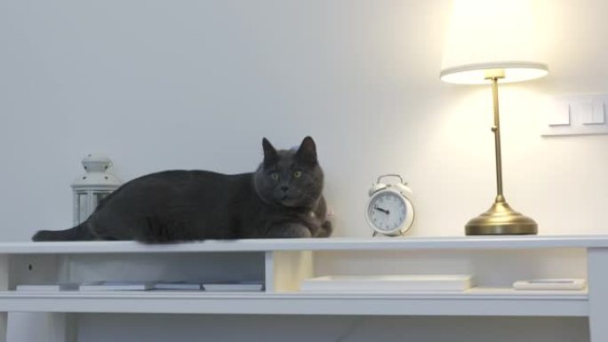 成年灰猫躺在靠近闹钟的白色控制台上，台灯照亮了休息的猫。