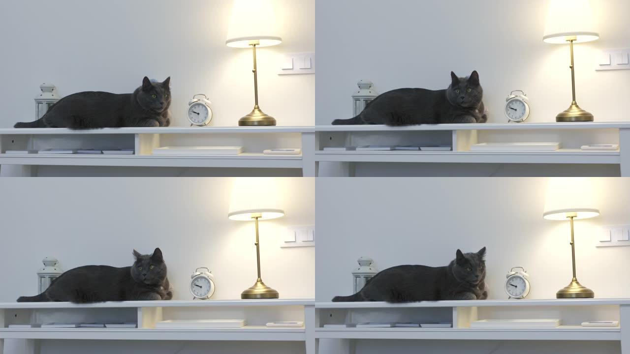 成年灰猫躺在靠近闹钟的白色控制台上，台灯照亮了休息的猫。