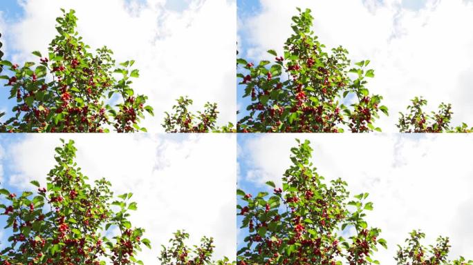 绿色灌木树枝上成熟的红山楂浆果。秋天的时候。绿色束。一种有用的药用园林植物。高清视频。特写视图。收获