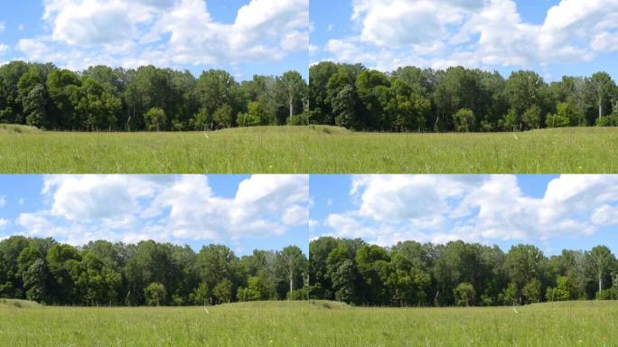 夏季风景秀丽的自然放牧场前景，绿色森林和蓝天背景