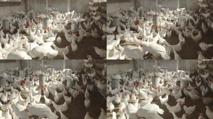 养鸡场，家禽。鸡种蛋吃养鸡场里饲养的卖鸡蛋的鸡肉食品。