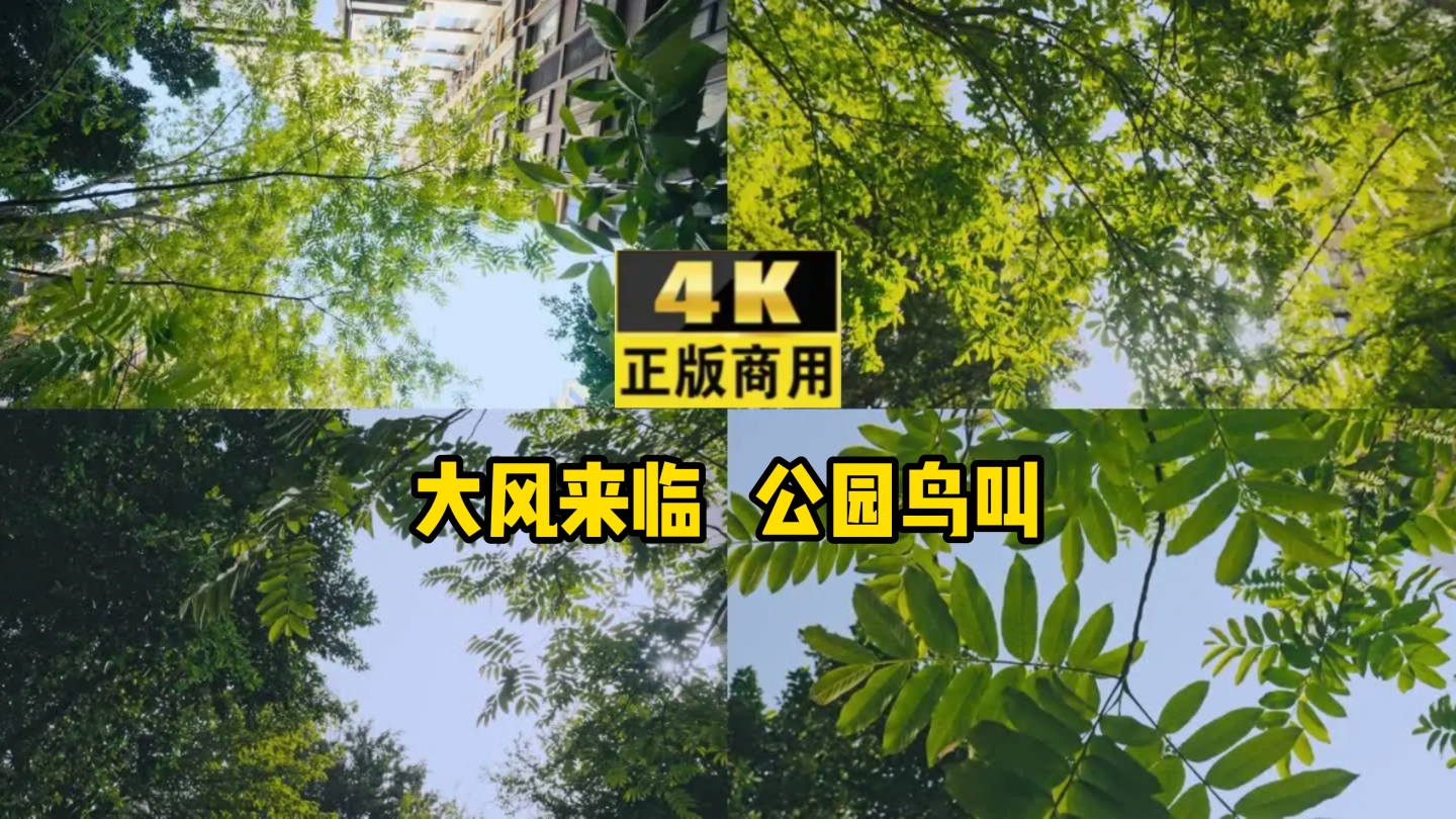 4K拍摄大风来临，公园鸟叫