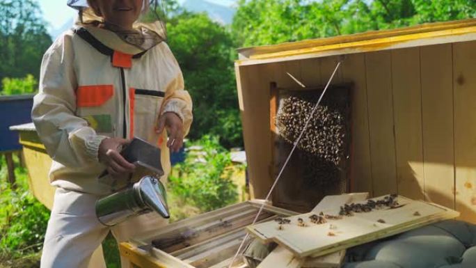 穿着防护服的女养蜂人使用吸烟者使蜂箱中的蜜蜂平静下来。蜂场和蜂蜜制作，小型农业企业和爱好