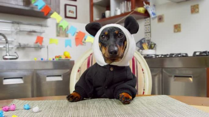 在装饰过的房间里，一只穿着熊猫服的腊肠狗坐在桌子旁