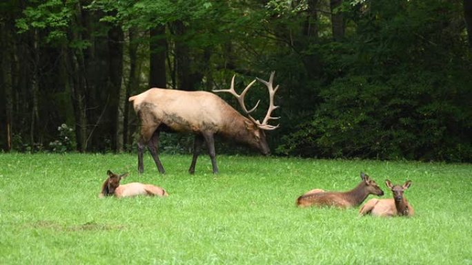麋鹿在草地上休息和放牧
