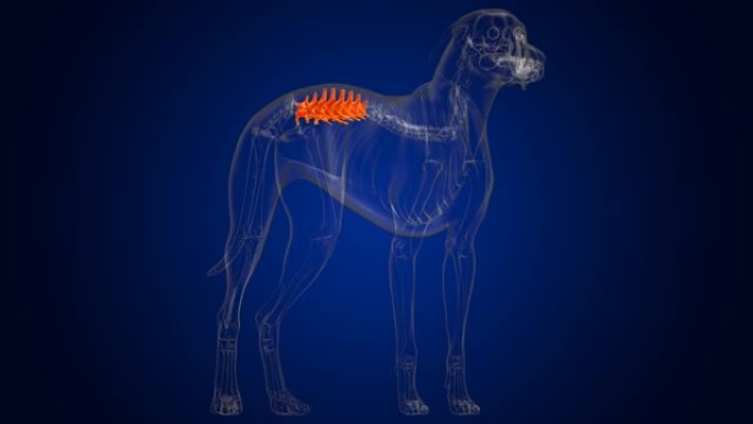 腰椎骨狗骨骼解剖医学概念3D