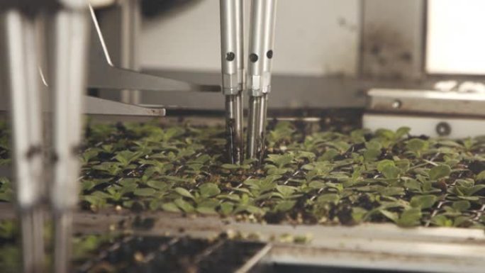 在工业苗圃中使用机器人自动种植幼苗