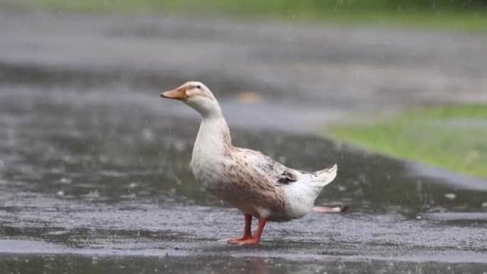 鸭子在大雨中看起来很新鲜。