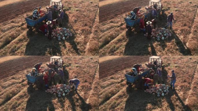 收获后农民将南瓜放在拖拉机拖车中的鸟瞰图