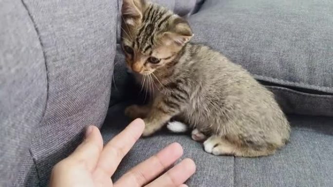 托比猫咬手指