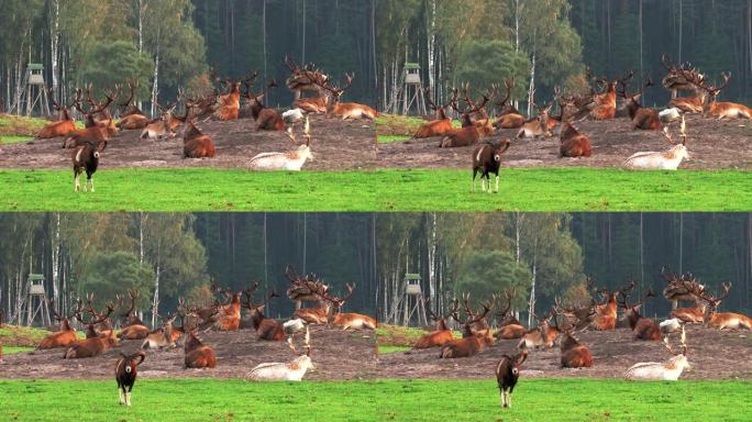 一群鹿在田野里休息，他们都躺在一起
