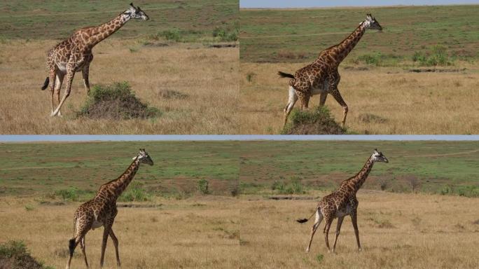 Masaai长颈鹿-Giraffa tipppelskirchi也是Maasai或乞力马扎罗长颈鹿，