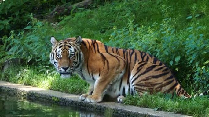 西伯利亚虎Panthera tigris altaica是世界上最大的猫