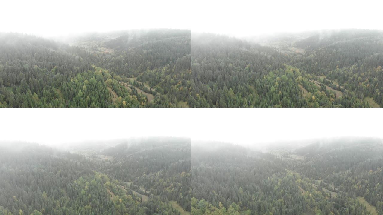 雾烟森林山脉。山林中的松树。多雾多雨的早晨美丽的秋山。野生自然。田园诗般的风景