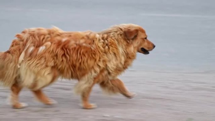 一只流浪狗在街上沿路奔跑。杂种在城市的道路附近逃脱。