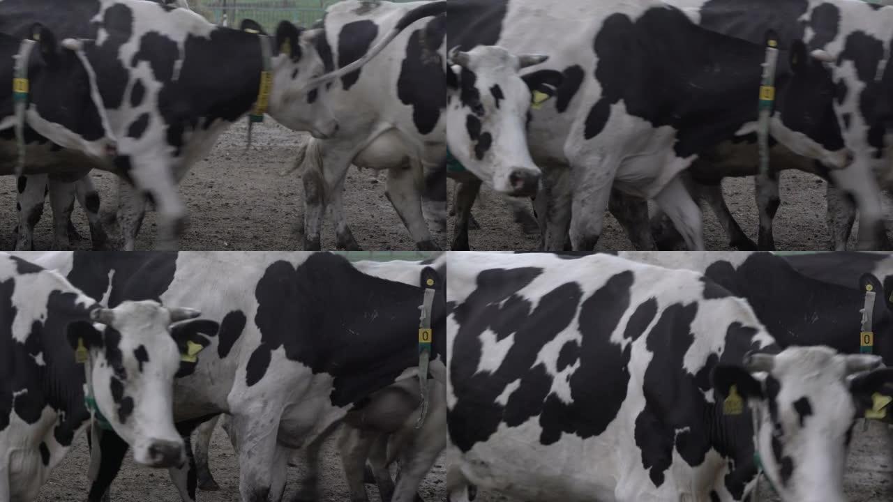饲养场的育肥奶牛群。牛奶和肉类行业。