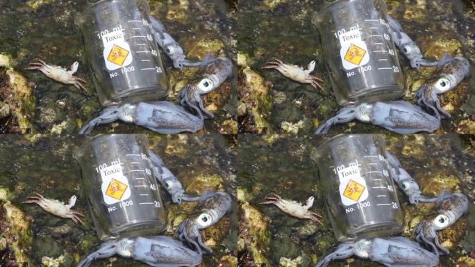 软墨鱼死于危险化学品