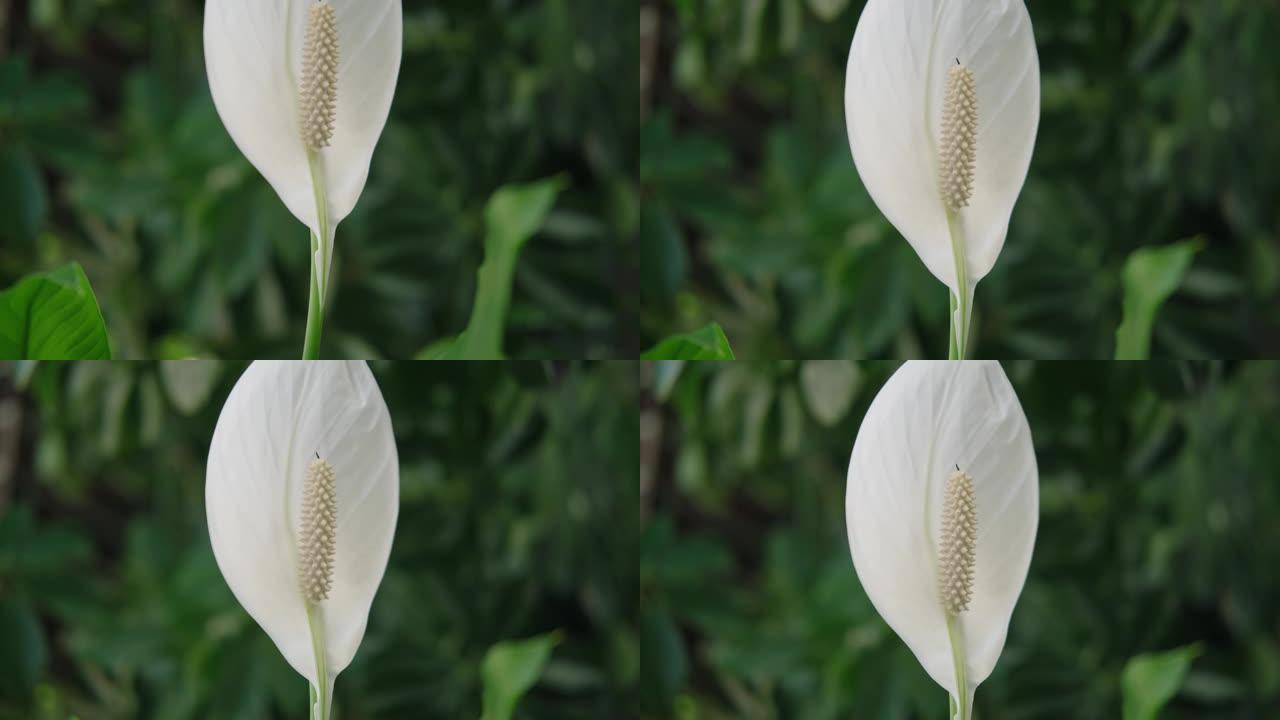 家庭美丽的植物spathiphyllum特写。白花