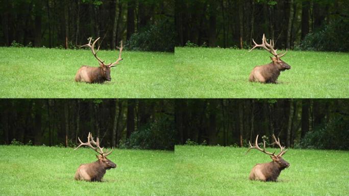 公牛麋鹿在躺下时吃草