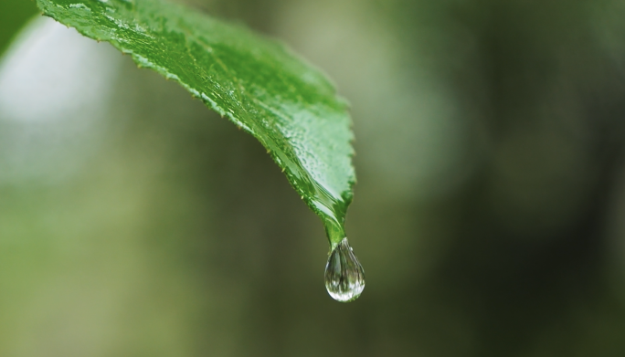 春雨树叶水滴谷雨